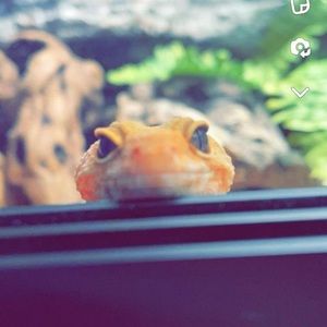 Meet your Posher, Zoie